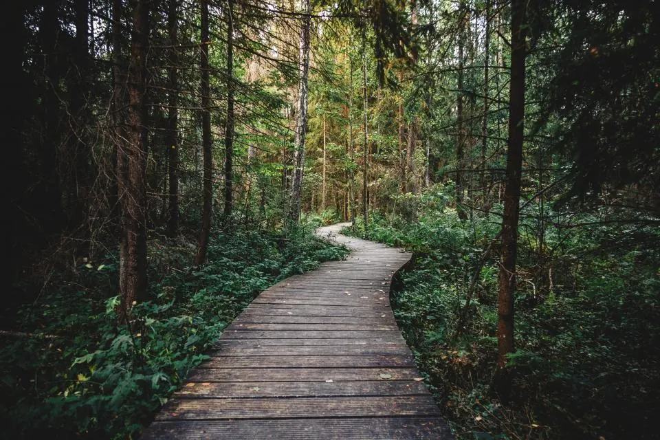 A wooden boardwalk path winding through a forest
